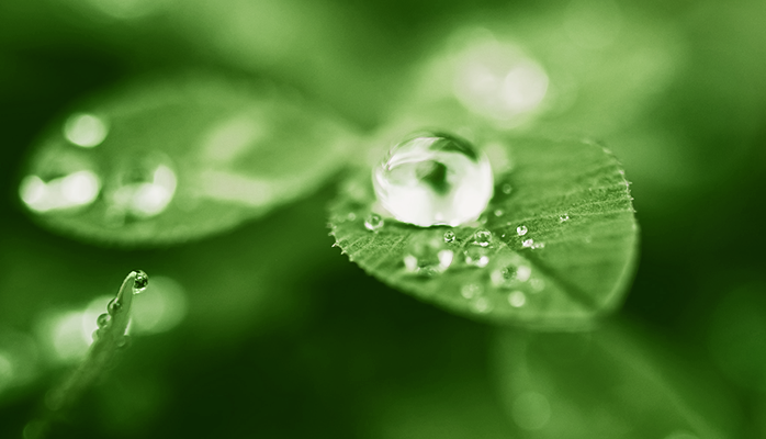 Image of water droplets on leaf